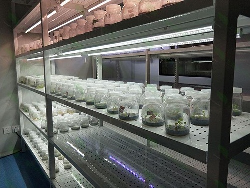 枣阳植物组织培养实验室设计建设方案
